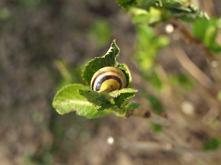 snail, shell, mollusk, branch
