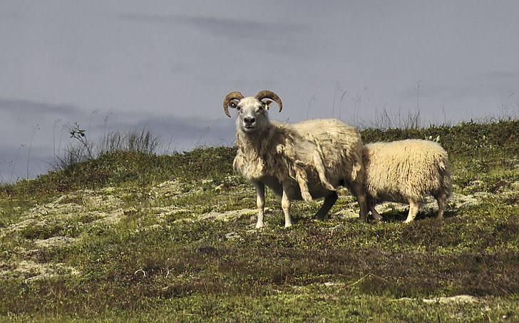 oveja, Islandés, naturaleza, animal, al aire libre, mamíferos, Cordero
