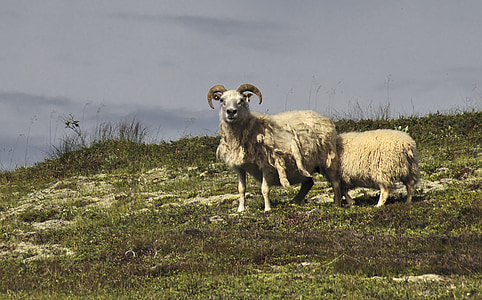 Schafe, Isländisch, Natur, Tier, im freien, Säugetier, Lamm