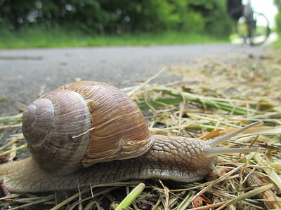 snail, slowly, shell, close, crawl, fauna
