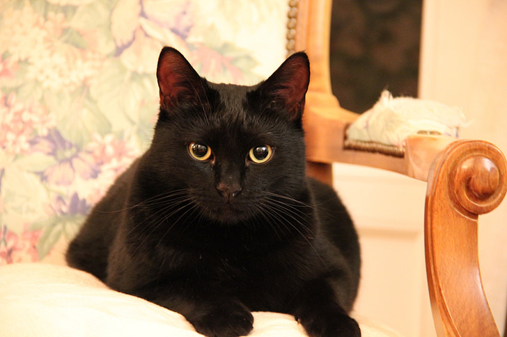 mačka, čierna, oči, čierna mačka, PET, Mačací, domáce