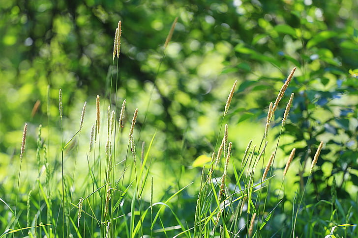 ฤดูร้อน, หญ้า, หญ้าสีเขียว, กลิ่นของฤดูร้อน, อารมณ์, ความร้อน, ความสุข