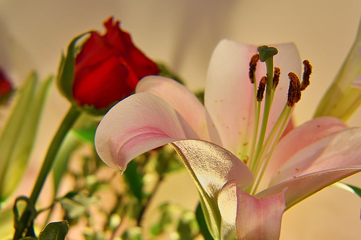 Lily, bunga mawar, merah, merah muda