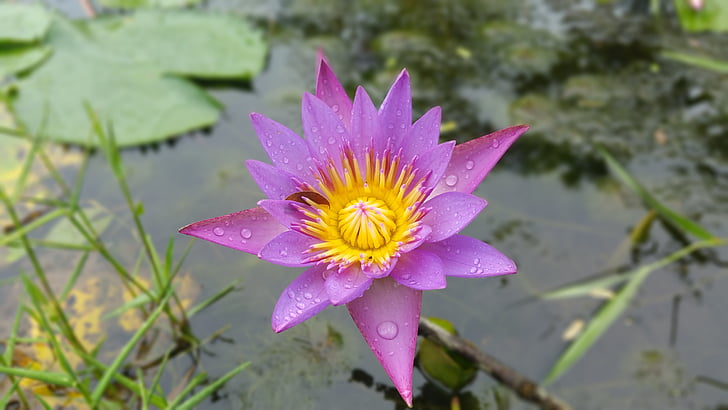 water, water lily, lily, flower, nature, plant, lotus
