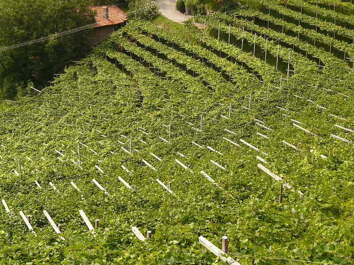 wine, vineyard, vine, winegrowing, plant, cultivation, plantation