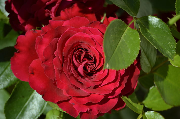 červená růže, květ, Bloom, květiny, růže, Příroda, léto