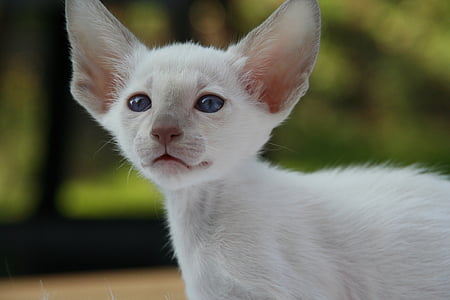 siamská kočka, kotě, kočka, kočičí miminko, kožešina, okouzlující, zvíře