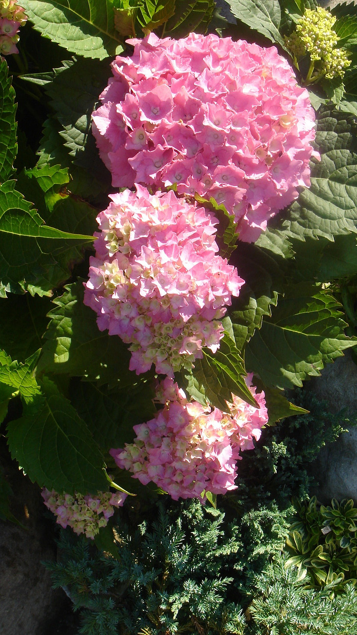vrt, cvijet, hortenzija