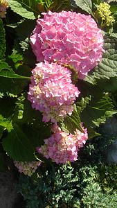 jardin, fleur, hortensia