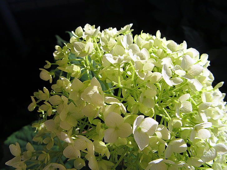 sončne svetlobe, hortenzije, bela, listi, cvetje, narave, rastlin