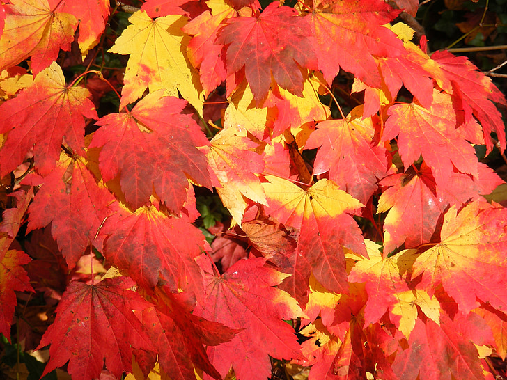 hösten, färg, lämnar, träd, Höstens färger, gyllene höst, faller