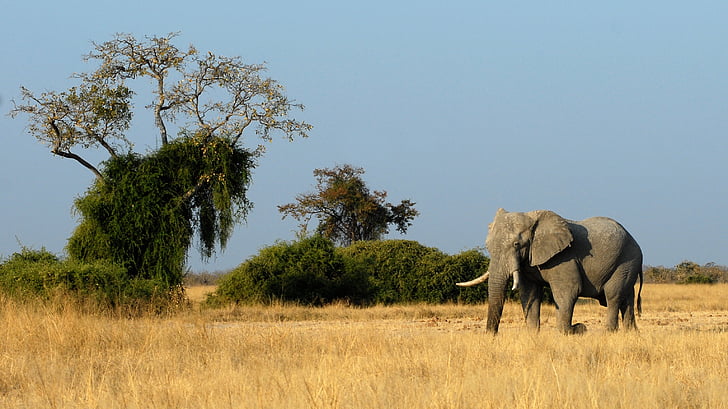 elefant, Botswana, Savuti, djur, Afrika, Safari djur, vilda djur