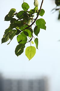 plant, green, leaves, foliage, twig, branch