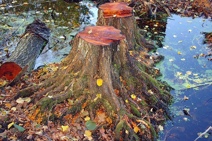 autumn, leaves, forest, forest floor, fall color, nature, tree stump