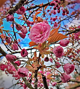 杏仁开花, 杏仁树, 一种观赏灌木, 粉红色的花朵, 春天, 花, 大厅