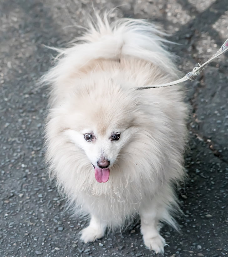 perro, Pomerania, Blanco, lindo, mascota, canino, animal