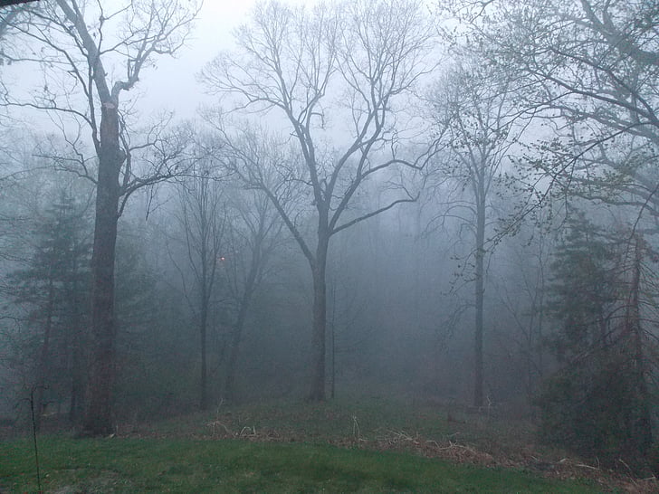 Foggy forest, mist, bomen