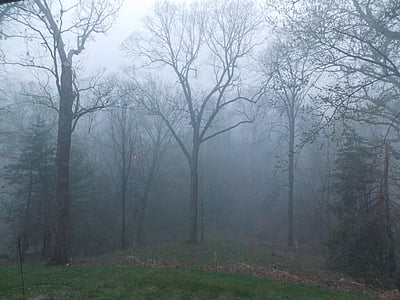 Mglisty las, mgła, drzewa