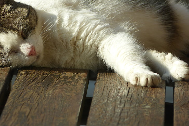 宠物, 猫, 睡眠