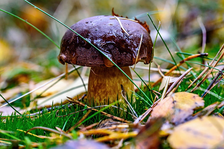 forest, chestnuts, porcini mushrooms, mushroom, autumn, forest mushroom, edible