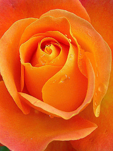 Róża, krople deszczu, Morela, pomarańczowy, kwiat, Bloom, Róża-