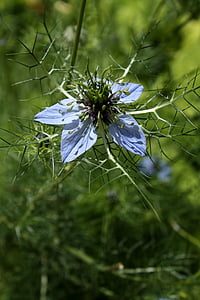 damascus nigella, flower garden, blue flower, nature, flower, plant