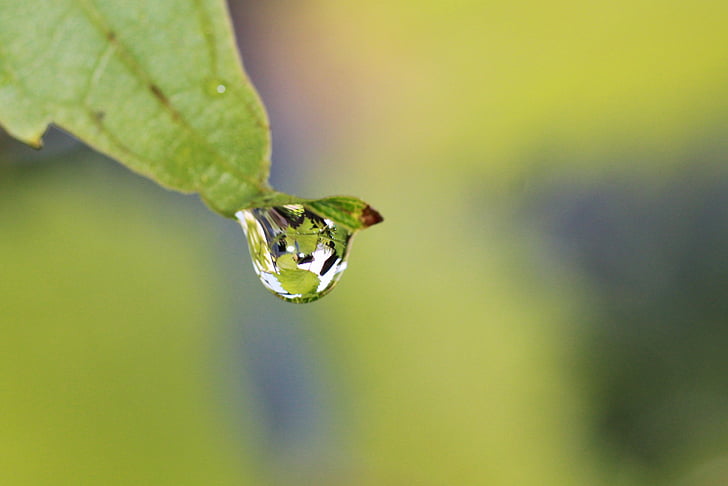 vine, drip, raindrop, drop of water, leaf, rain, wet