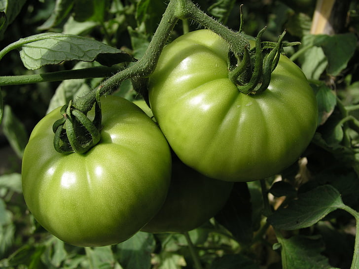 tomatoes, green, vegetables