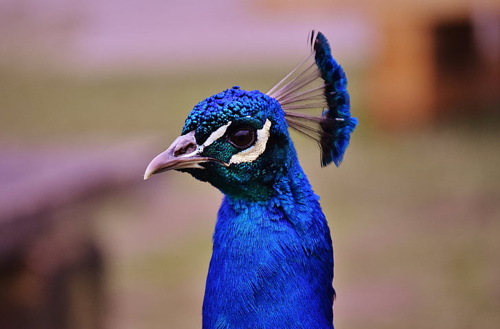 peacock, bird, animal, feather, curious, iridescent, color