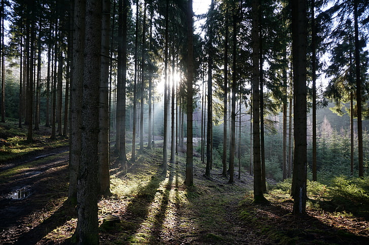 rừng, Quay lại ánh sáng, cây, nắng ấm, buổi sáng, Thiên nhiên, cây