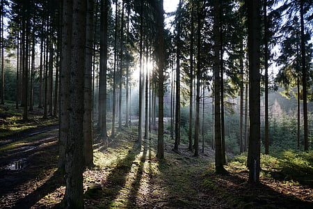 floresta, luz de volta, árvores, raio de sol, manhã, natureza, árvore