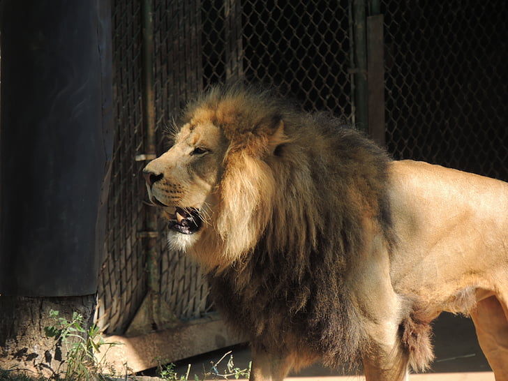 rey de las bestias, León, León macho, melena de León, Parque zoológico, St. louis zoo, León en el zoo