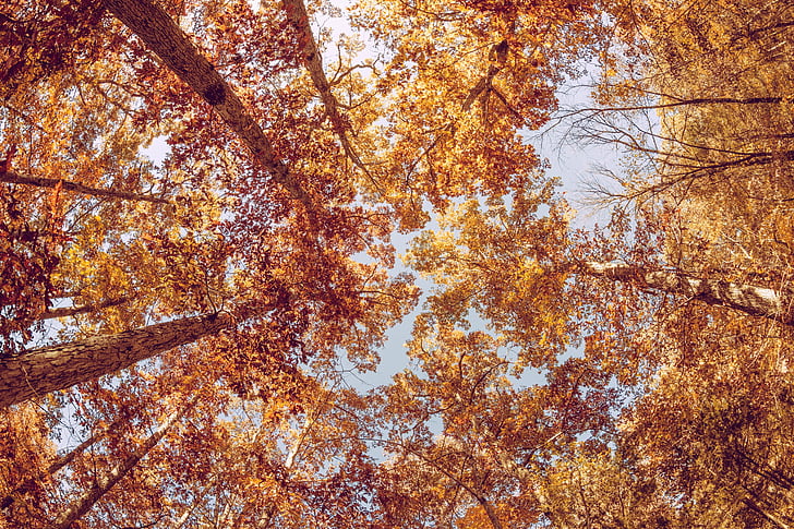 Осень, Осень, Листва, оранжевый, ржавчина, сезон, Осенние листья