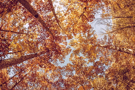 podzim, na podzim, listoví, oranžová, rez, sezóny, podzimní listí