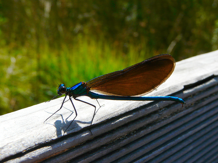 Dragonfly, demoiselle, insect, natuur, macro