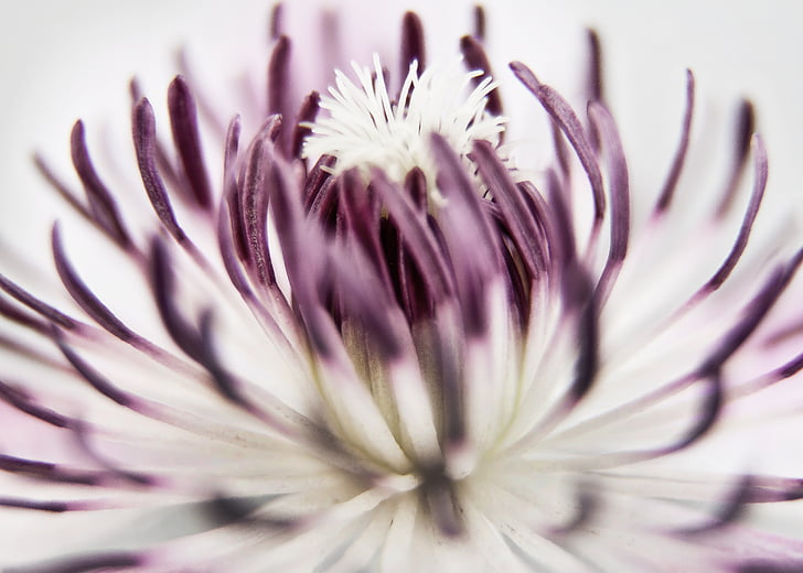 clematis, blossom, bloom, close, pink, white, stamens