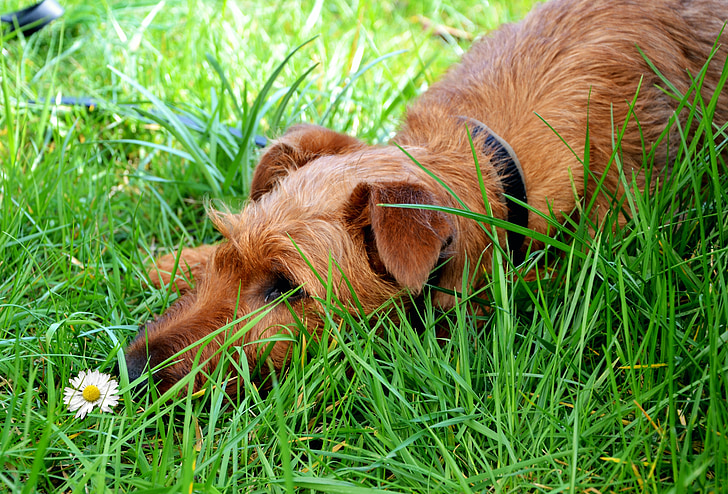 anjing, hewan, Daisy, padang rumput, musim panas, relaksasi, sisanya