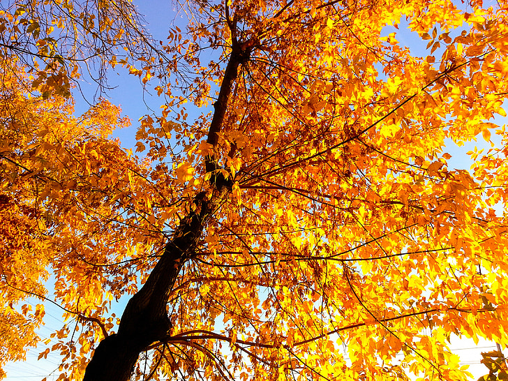 Sonbahar, gün, ağaç, yaprakları
