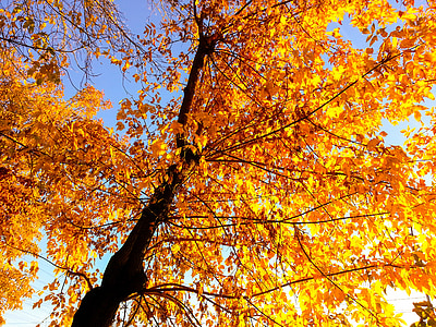 jesień, dzień, drzewo, pozostawia