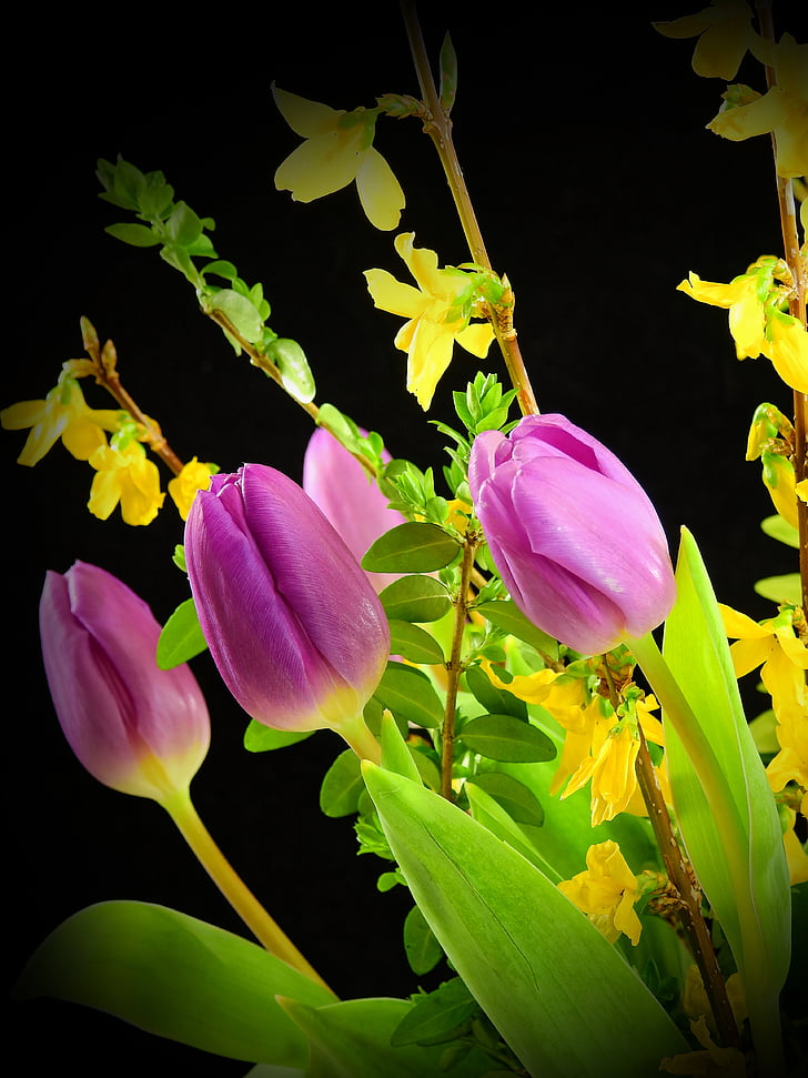 tulips, flowers, blossom, bloom, spring, cut flowers, spring flowers