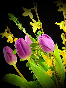 tulipány, květiny, květ, Bloom, jaro, řezané květiny, jarní květiny
