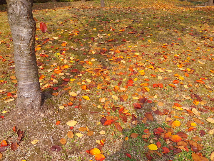листья, Осенние листья, Осень