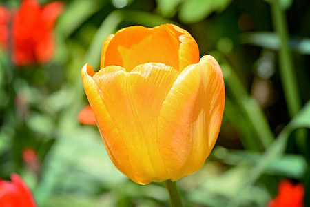tulip, flower, blossom, bloom, orange, spring flower, schnittblume