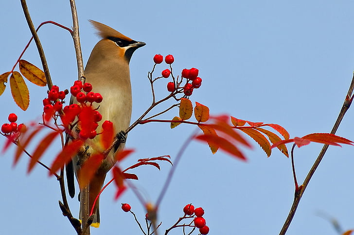 Waxwing, uccello, Rowan, bacche di sorbo, autunno, natura, ramo