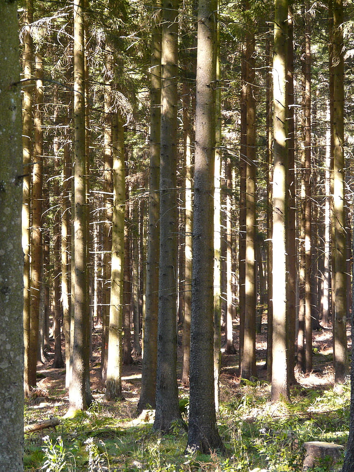 metsa, puud, kuuske, tüved, valgus, Shadow, metsandus