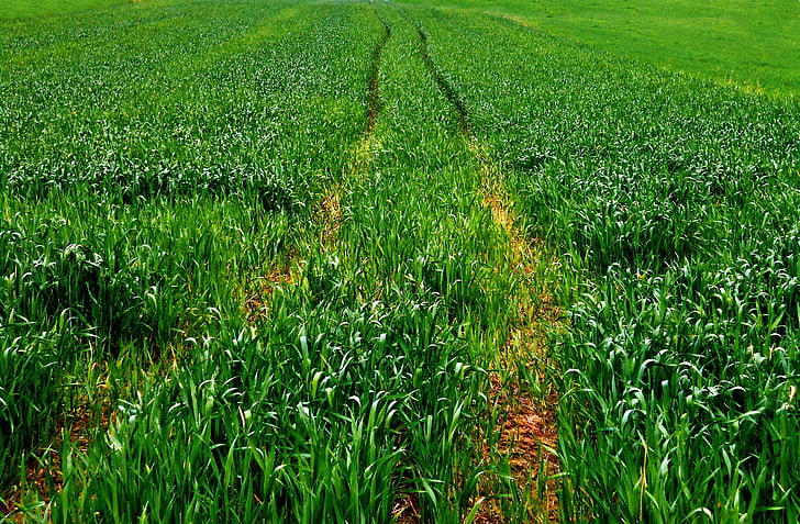 field, track, way, corn, spring, green, agriculture