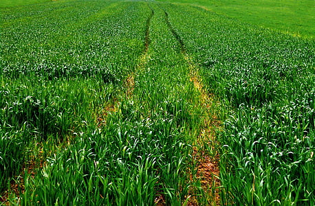 camp, pista, manera, blat de moro, primavera, verd, l'agricultura