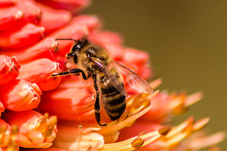 Bee, insekt, natur, honning, gul, dyr, bug