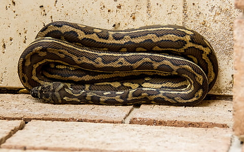 carpet python, python, coiled, folded, neat, australia, queensland
