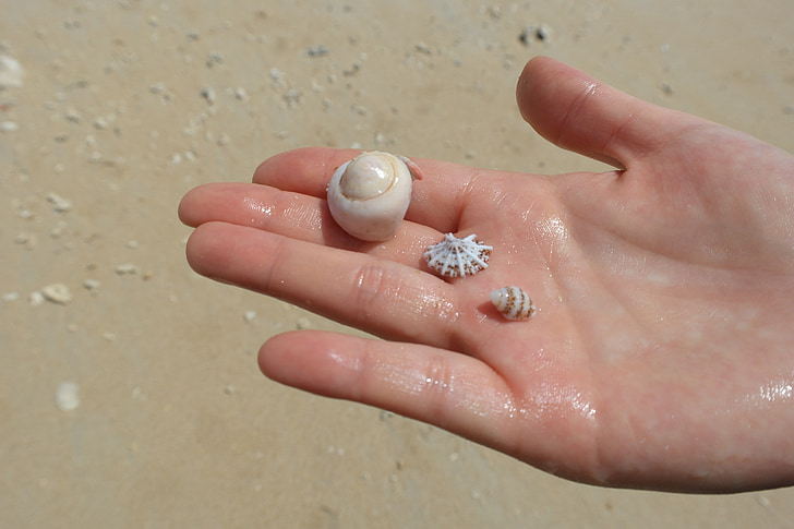 jūra, ranka, moliuskas, smėlio, paplūdimys, Gamta